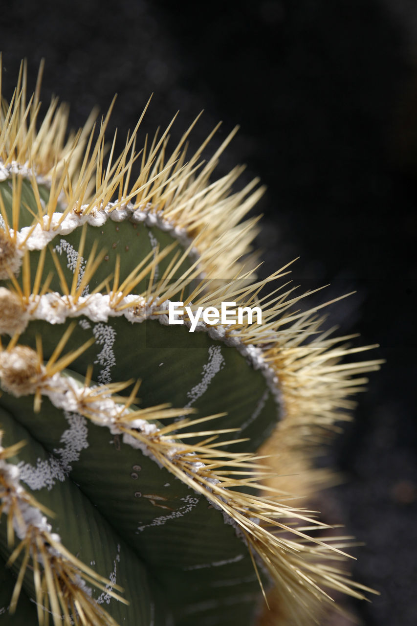 CLOSE-UP OF CACTUS