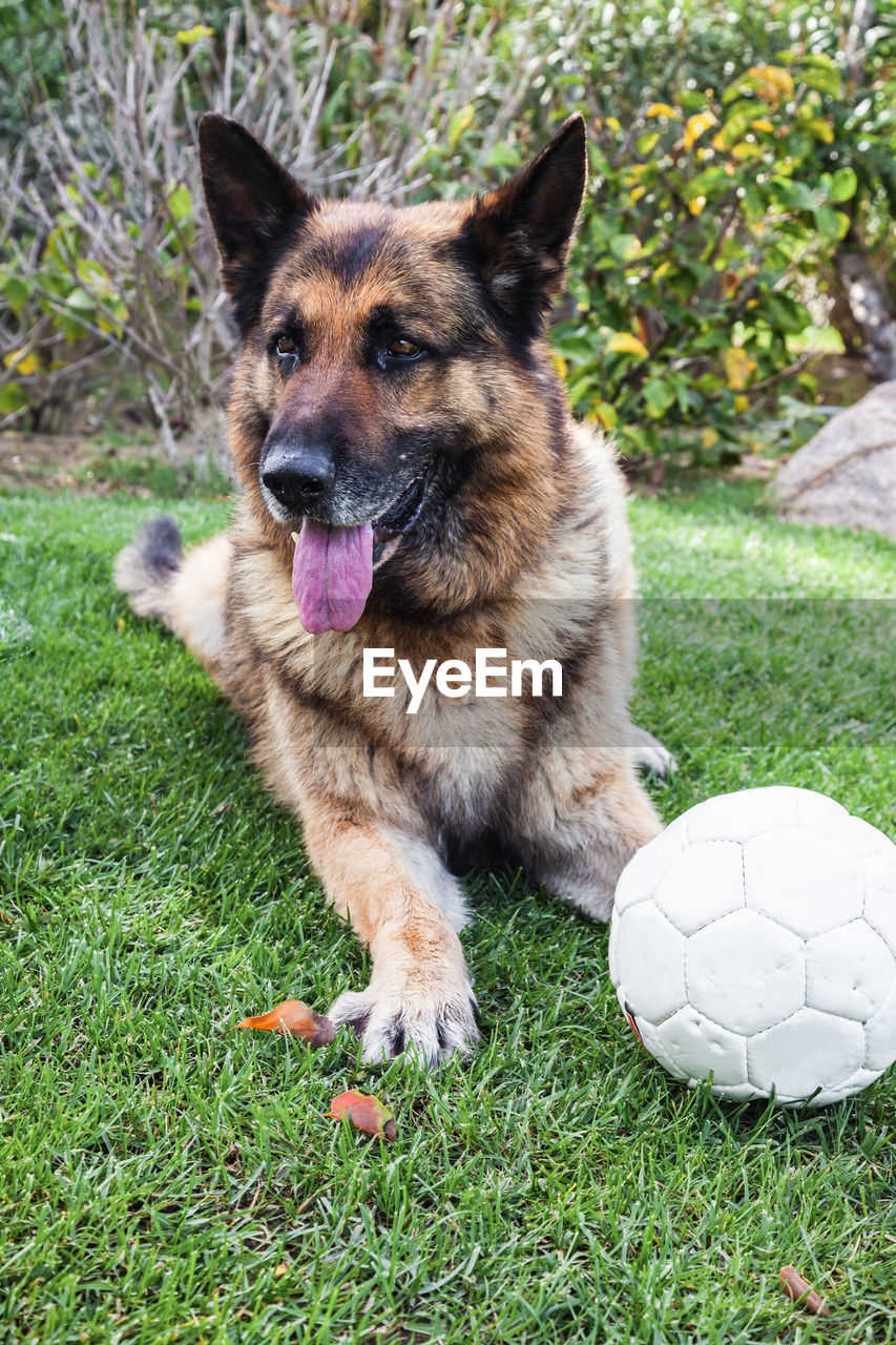 A german shepherd with a white soccer ball on the grass.