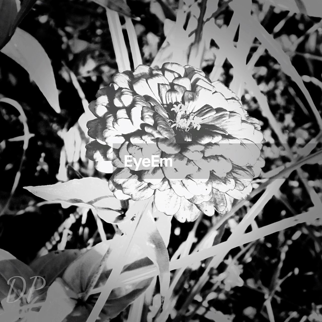 CLOSE-UP OF FLOWERS BLOOMING