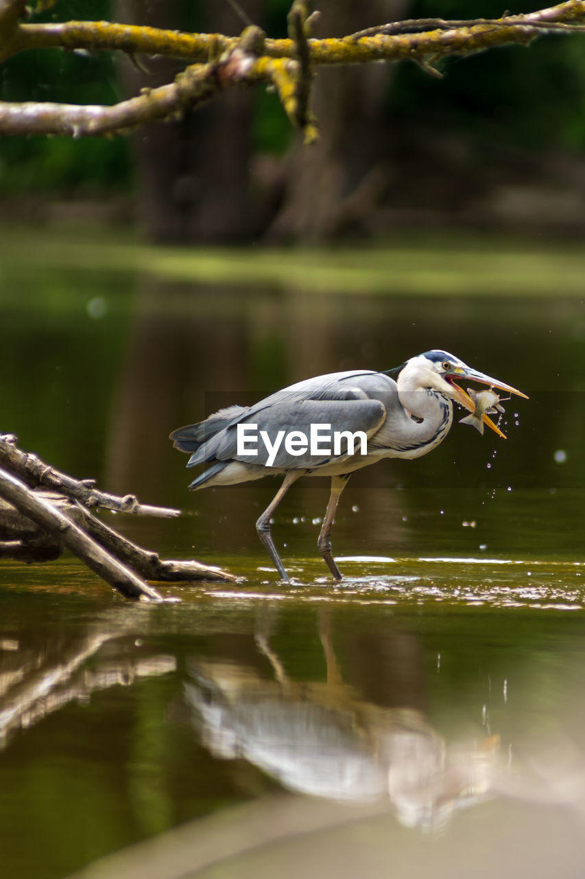 Gray heron in river fishing 