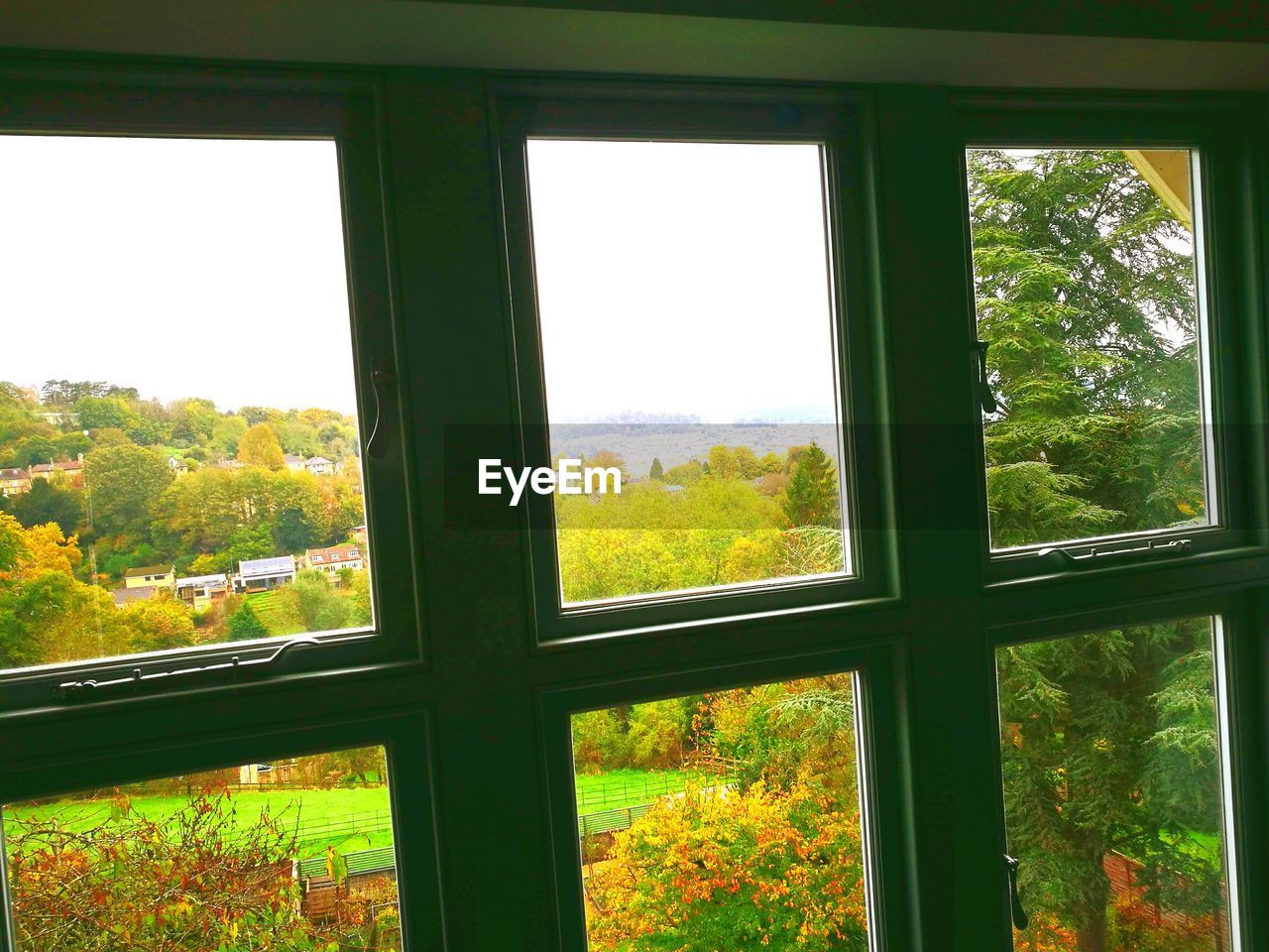 VIEW OF TREES THROUGH WINDOW