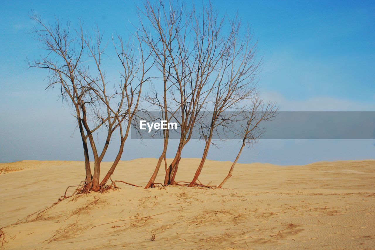 Bare tree on sand against clear blue sky