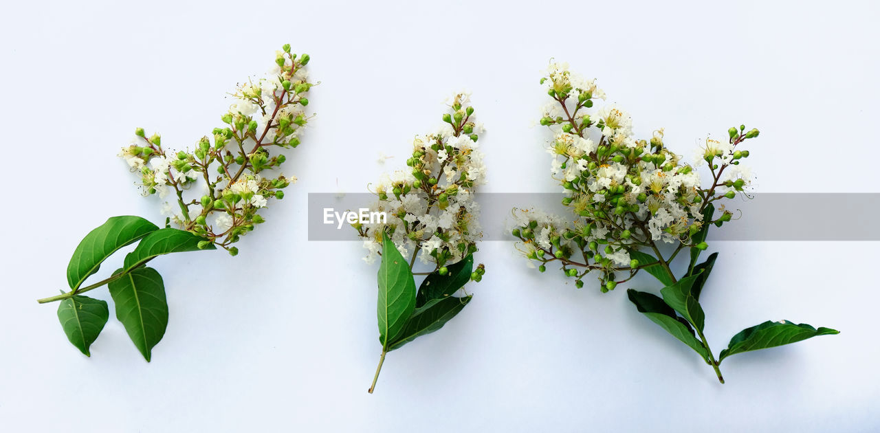 CLOSE-UP OF WHITE FLOWER PLANT AGAINST GRAY BACKGROUND