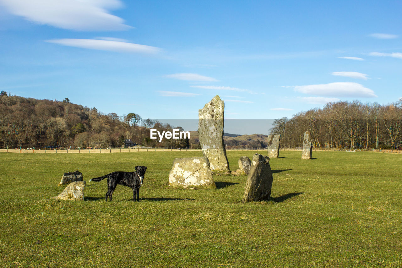 Dog standing on grassy field against sky