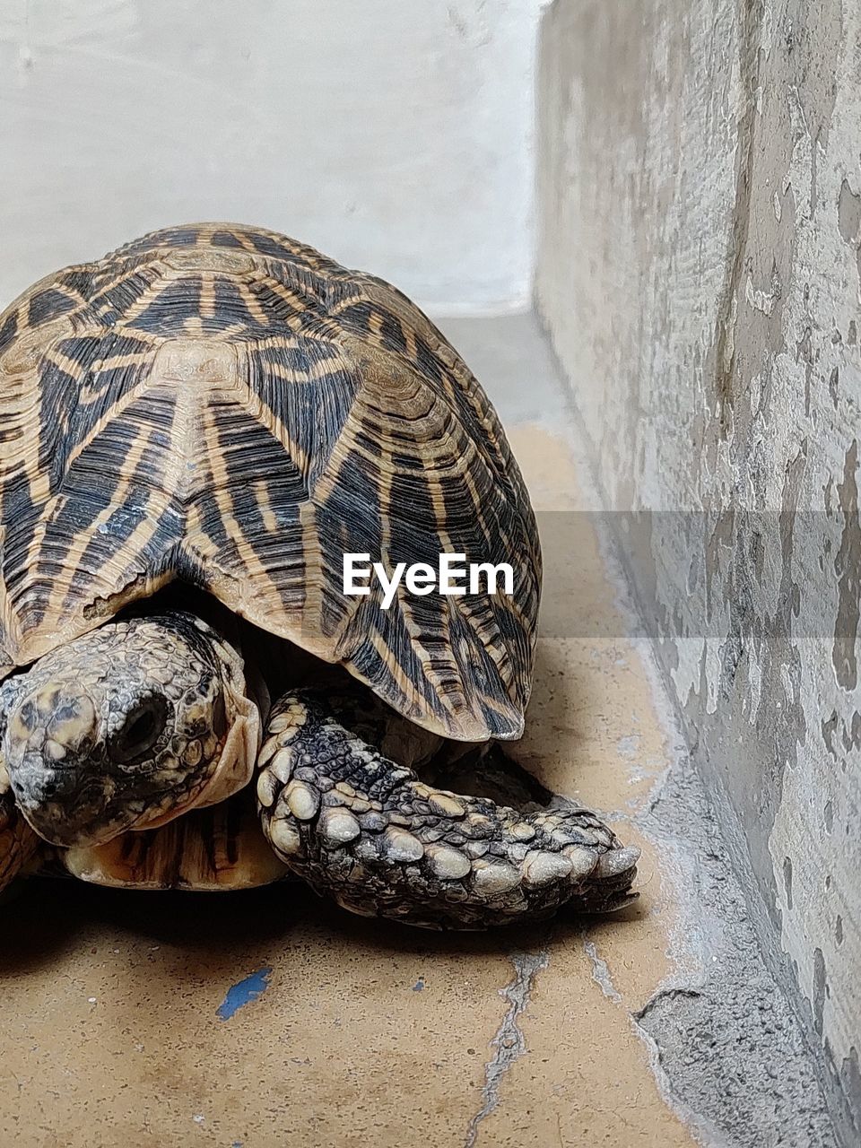 turtle, reptile, animal themes, animal, tortoise, animal wildlife, shell, animal shell, one animal, wildlife, tortoise shell, nature, no people, water, close-up, outdoors, sea, day