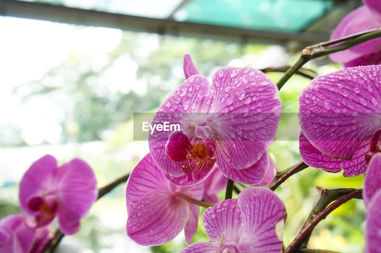 CLOSE-UP OF PINK WATER LILIES BLOOMING OUTDOORS