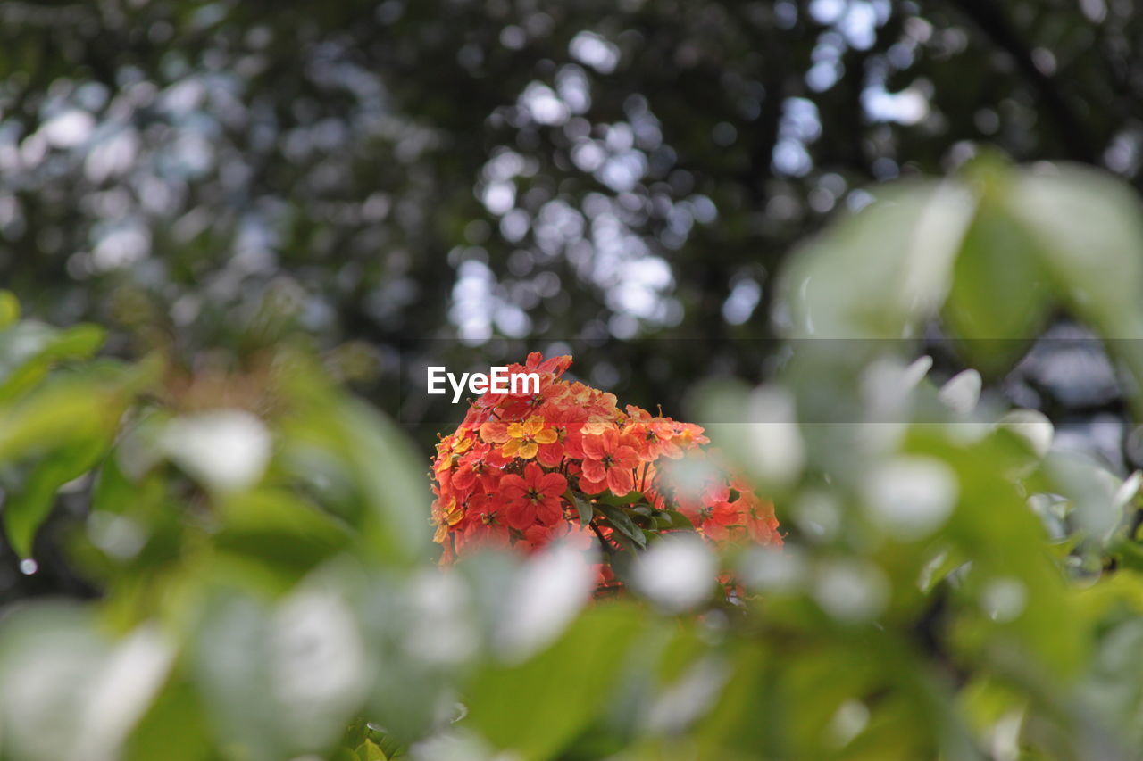 Close-up of red flower on plant