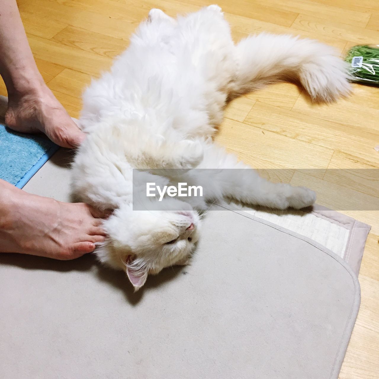 HIGH ANGLE VIEW OF WHITE DOG TOUCHING HAND ON BLANKET