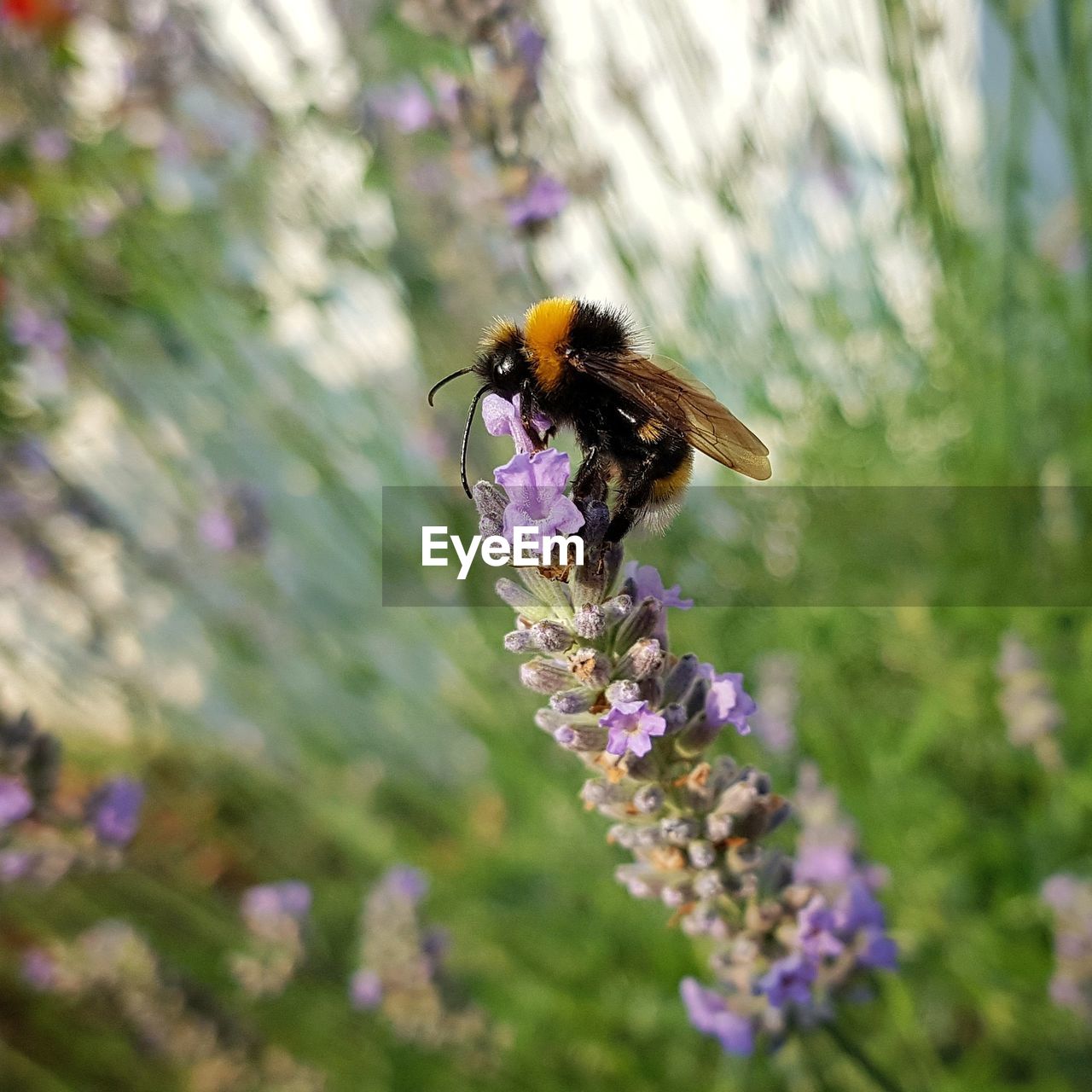 CLOSE-UP OF BEE ON PURPLE FLOWERS