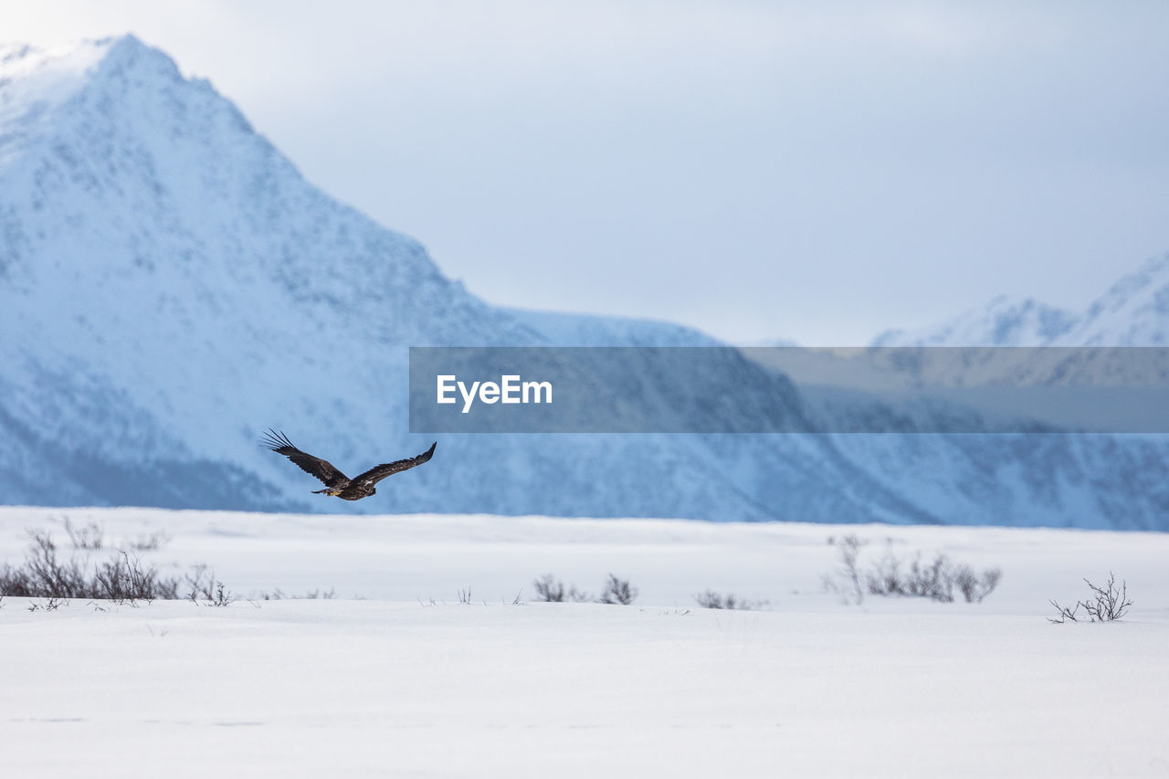 Bird flying by snow covered mountain against sky