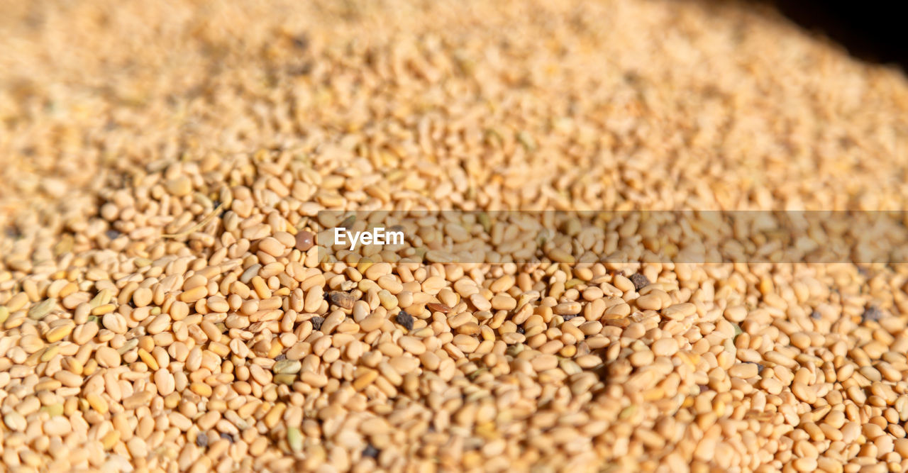 CLOSE-UP OF WHEAT GROWING ON FIELD