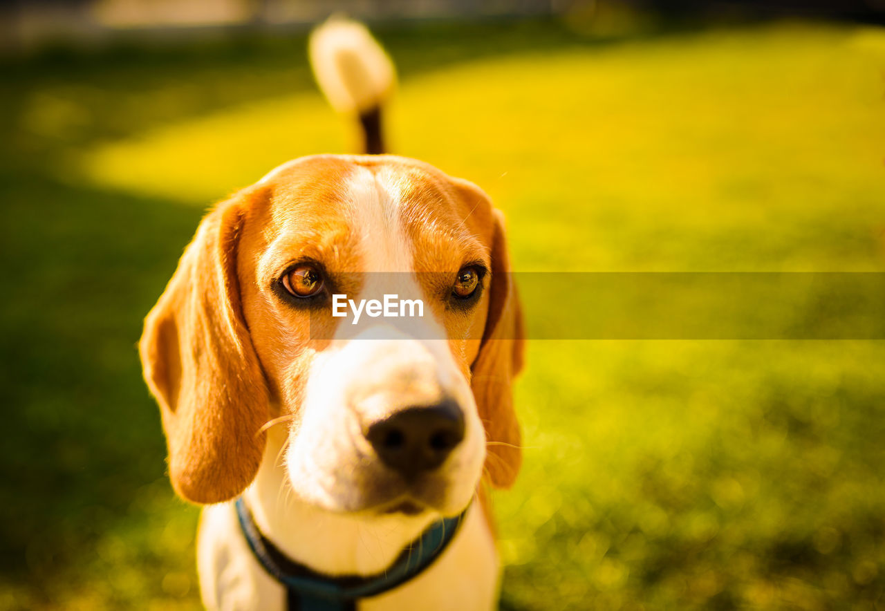 Adorable beagle dog background. copy space for text on right. canine theme