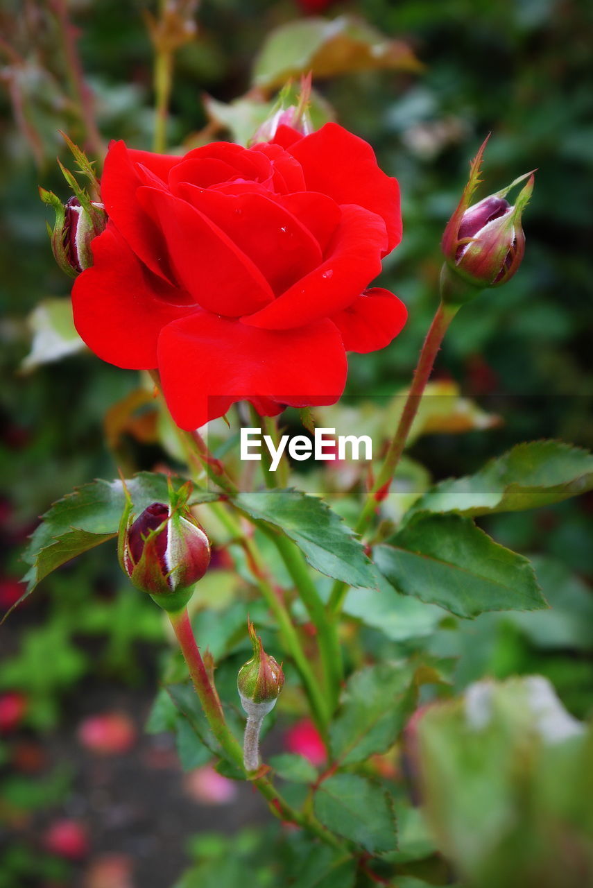 Close-up of red flower