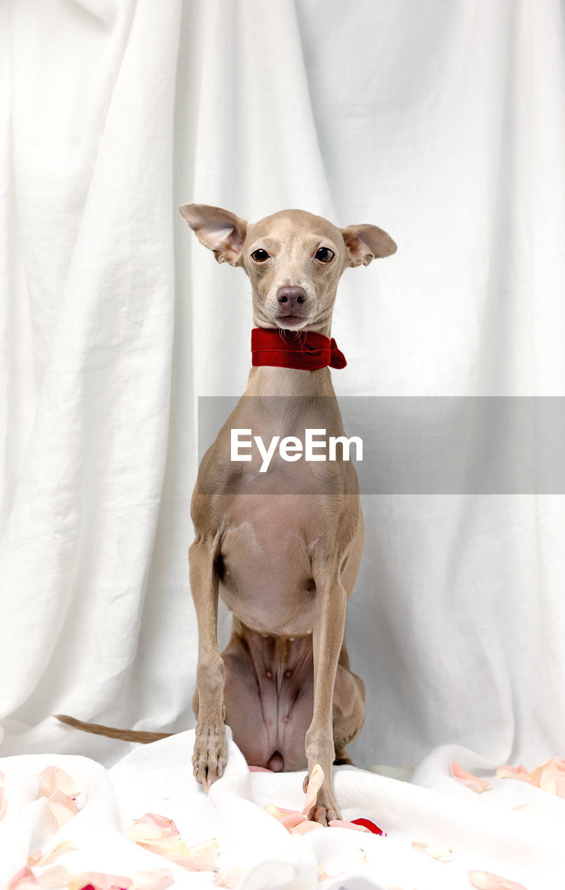 animal themes, mammal, animal, one animal, domestic animals, dog, italian greyhound, pet, canine, portrait, looking at camera, indoors, no people, whippet, textile, cute, lap dog, bed, full length, curtain, sighthound, sitting, white, furniture, front view