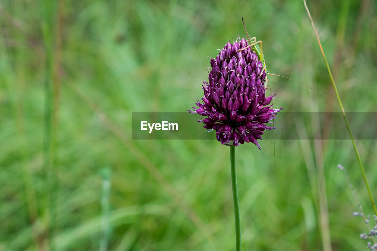 Close-up of the purple flowering plant on the field