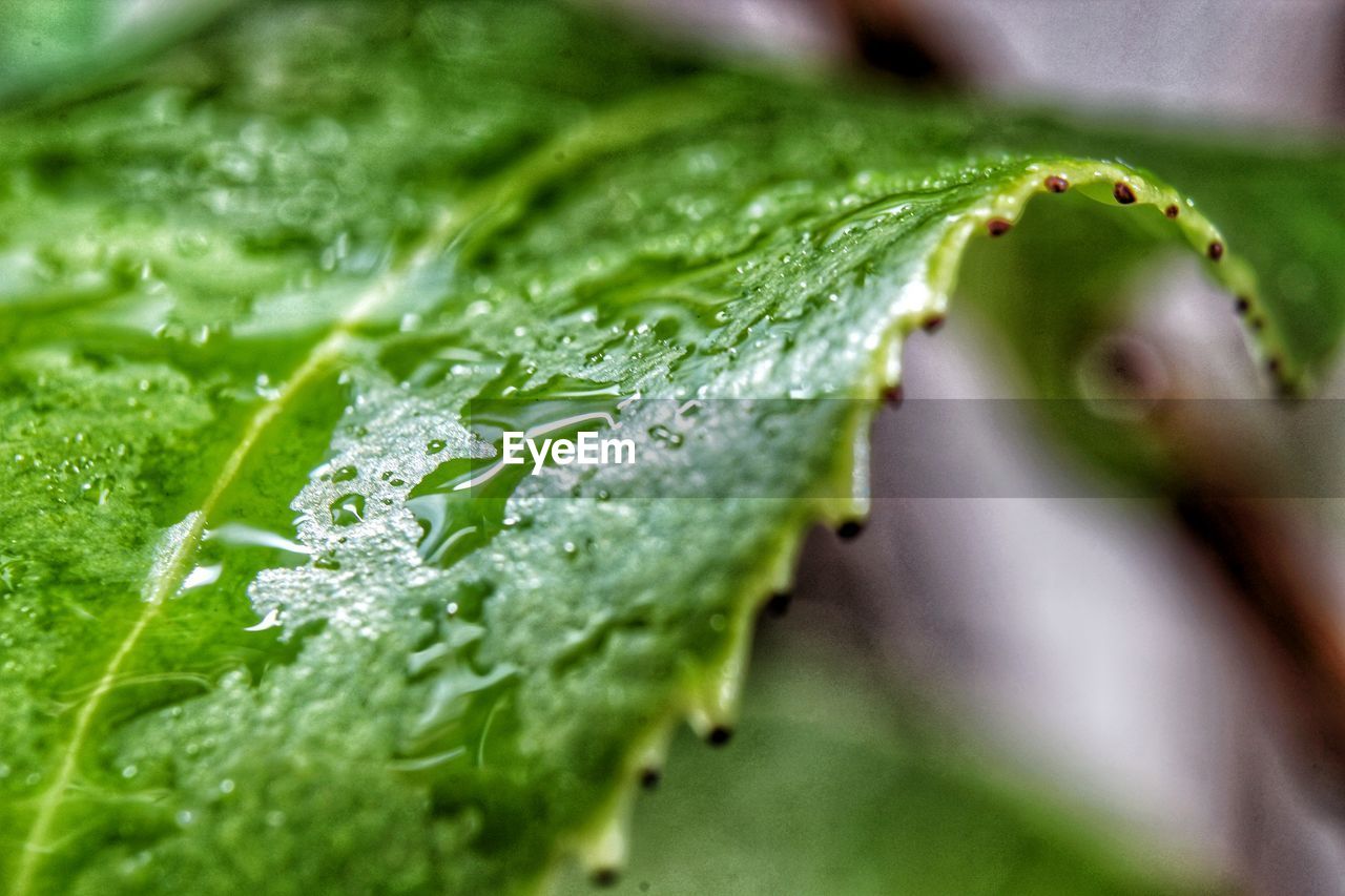 CLOSE-UP OF WATER DROPS ON GREEN LEAF