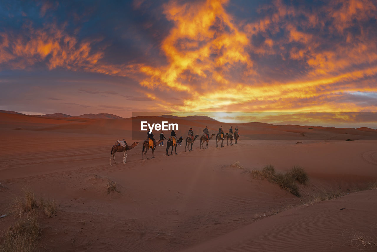 Caravan of camels with tourists going through the sand in desert