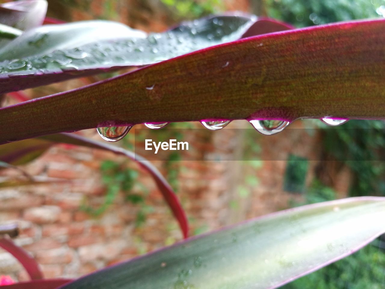 CLOSE-UP OF WATER DROPS ON STEM