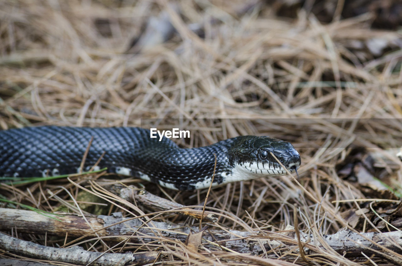 Close-up side view of a snake on ground