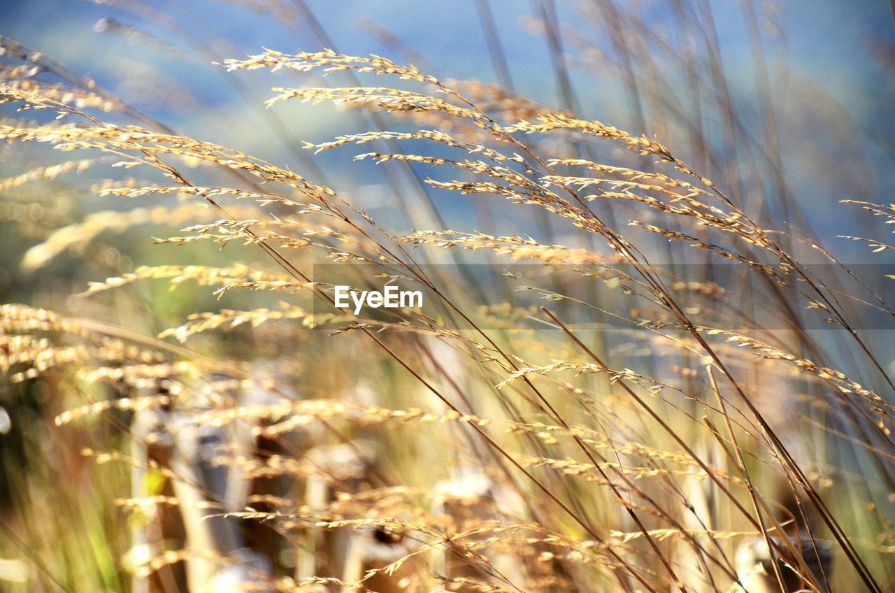 Close-up of wheat growing on field against sky