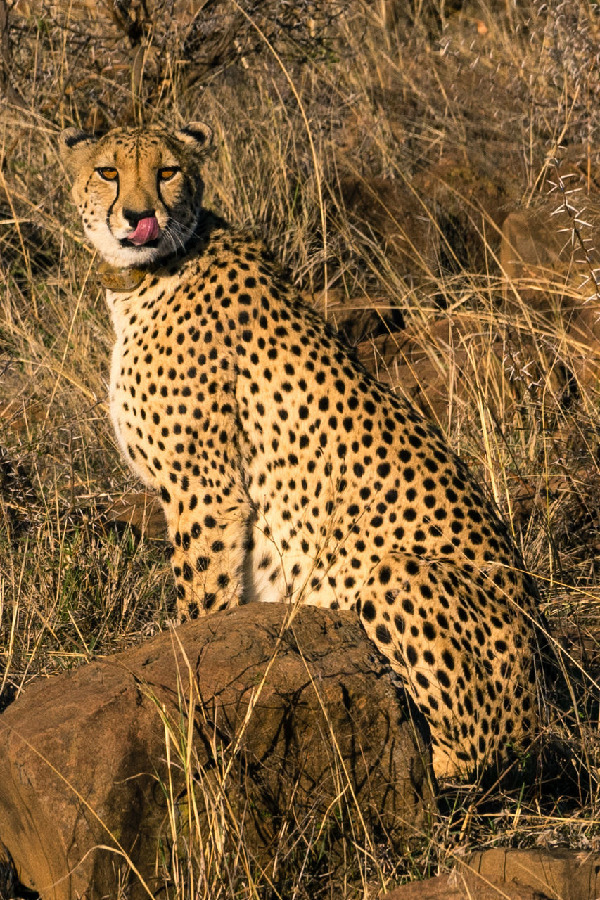 Portrait of cheetah sitting on field