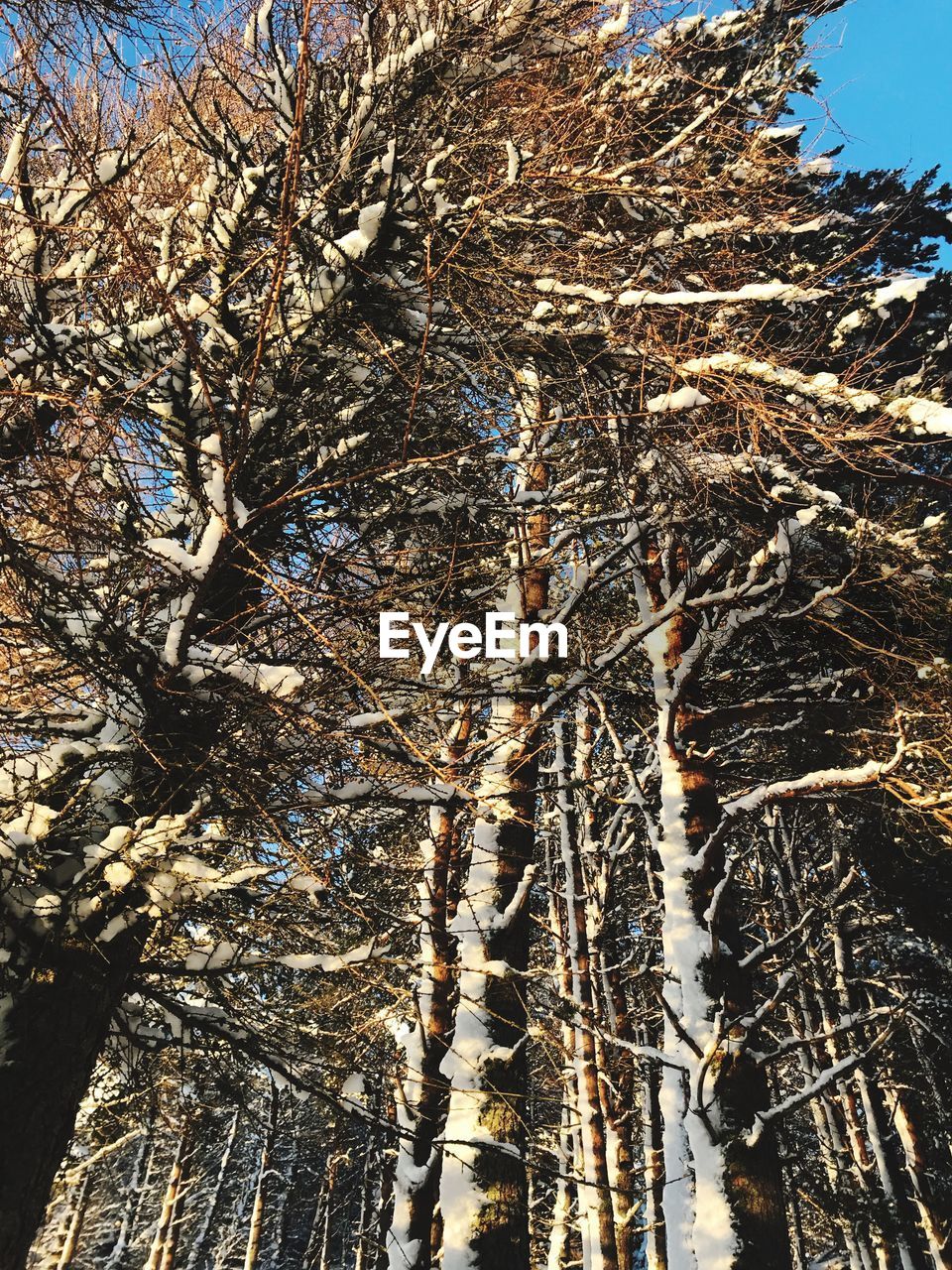 CLOSE-UP LOW ANGLE VIEW OF TREES AGAINST SKY