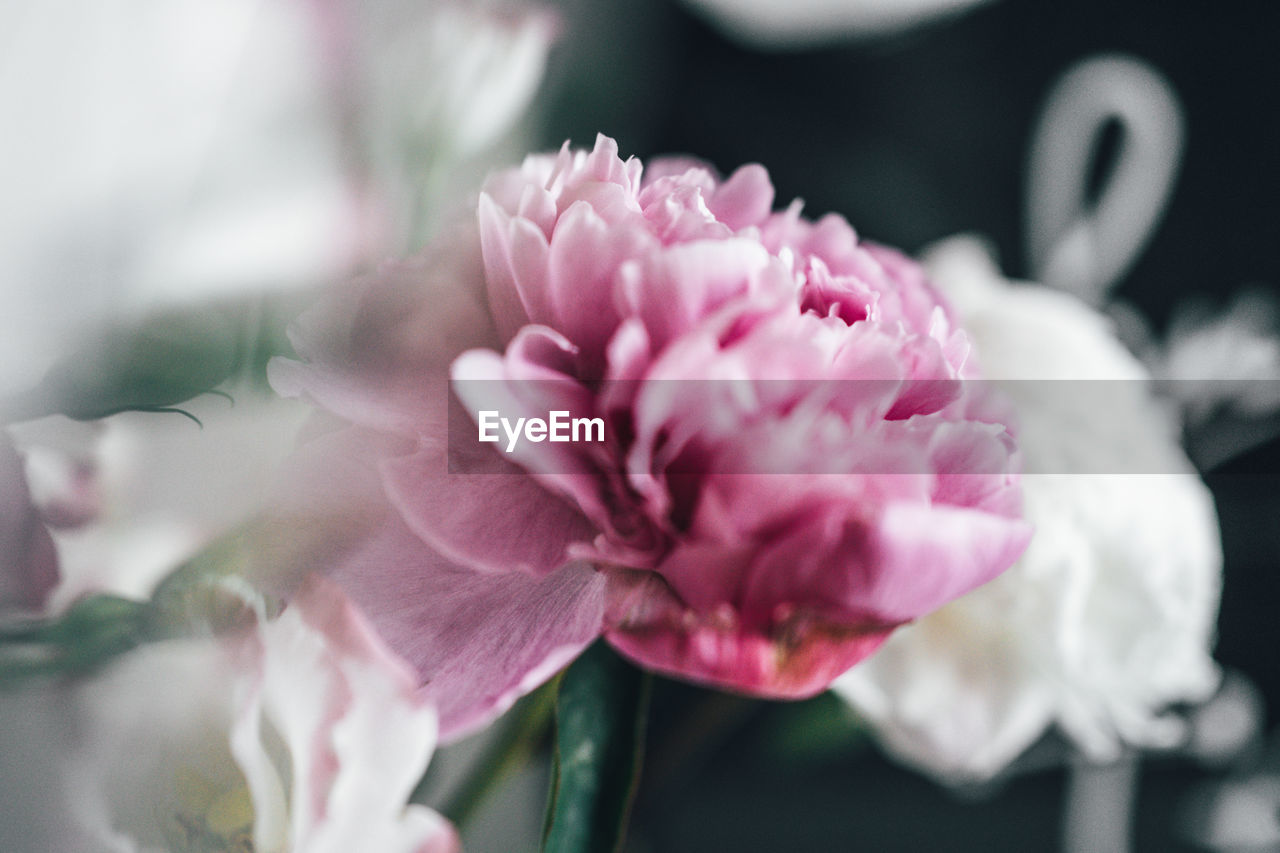 Close-up of pink flower