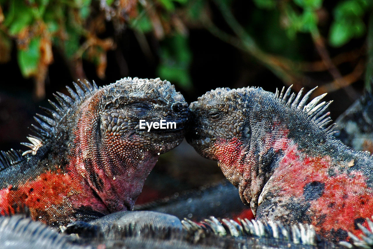 Close-up of marine iguanas