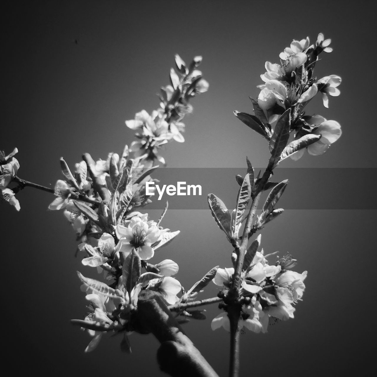 CLOSE-UP OF FLOWERING PLANTS AGAINST SKY