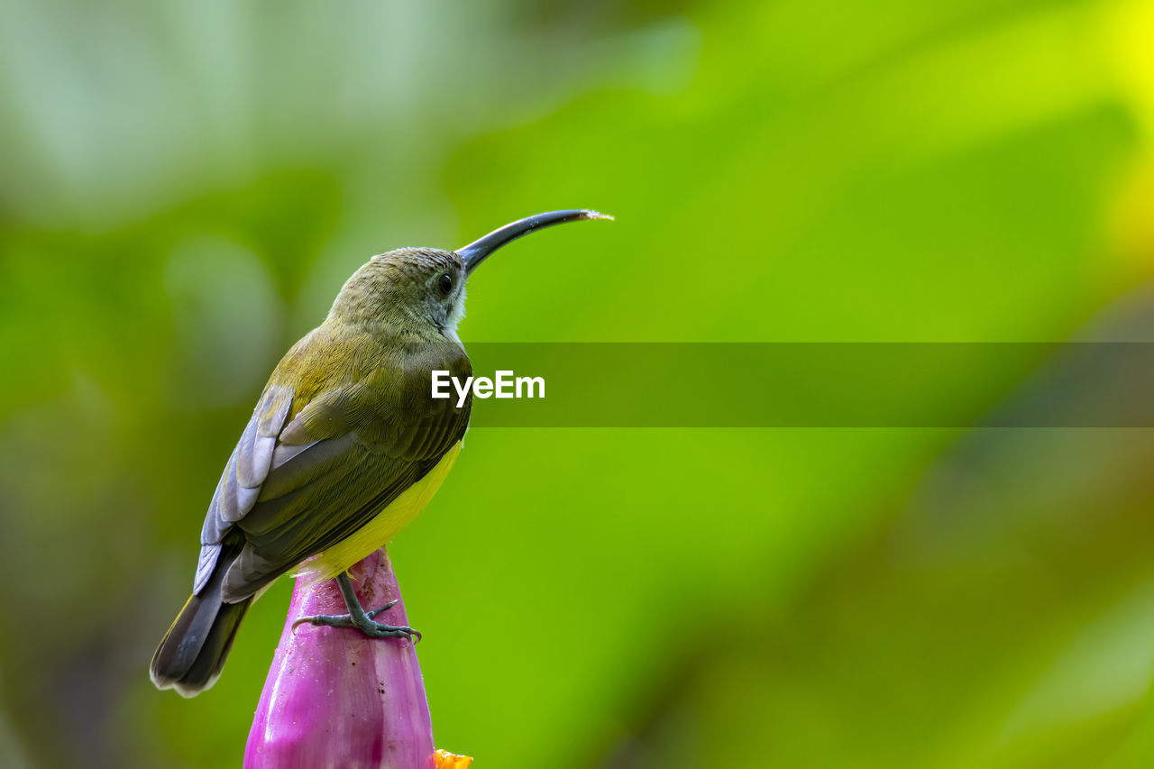 CLOSE-UP OF A BIRD PERCHING ON A PLANT