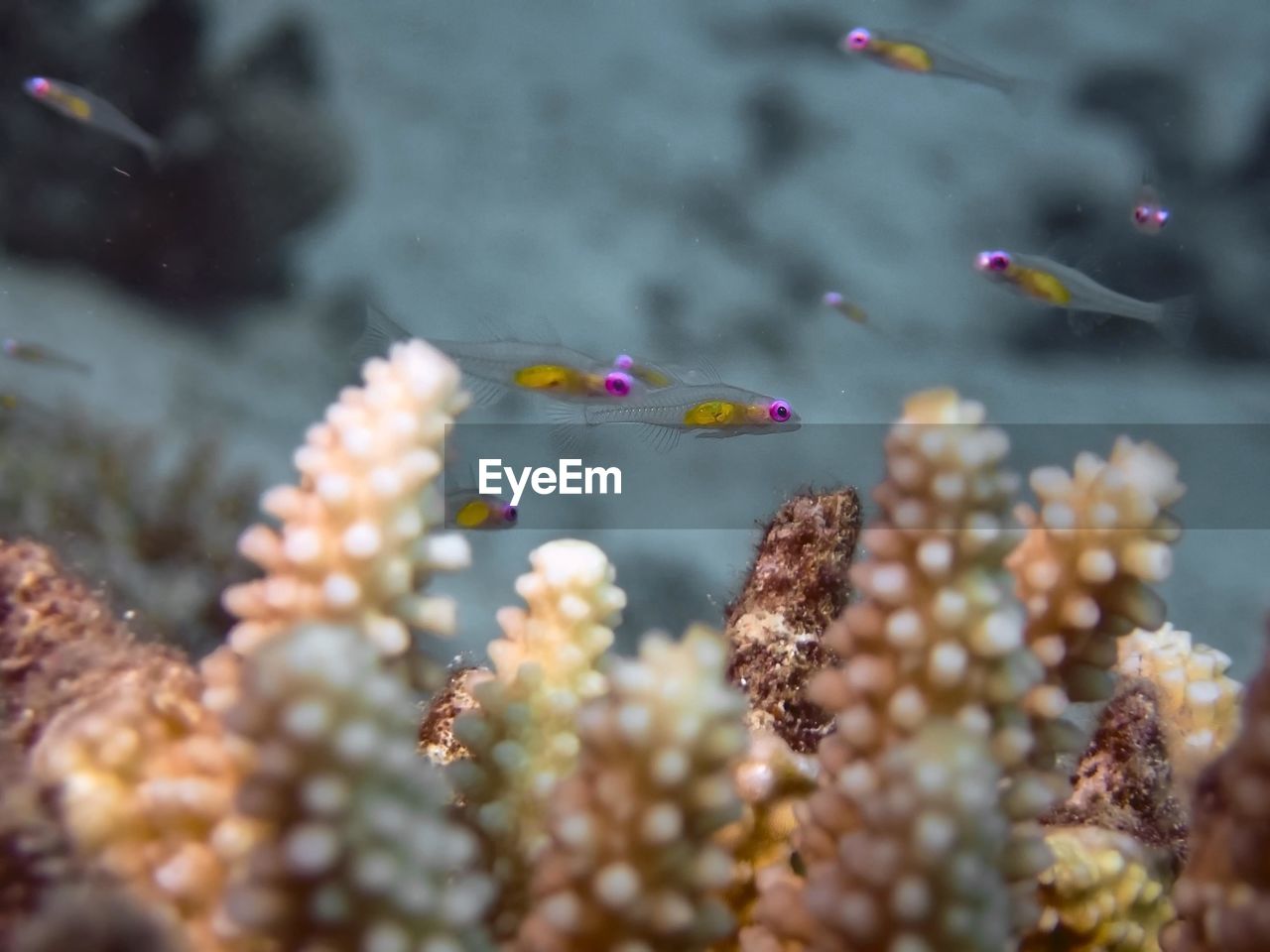 Red eye goby 