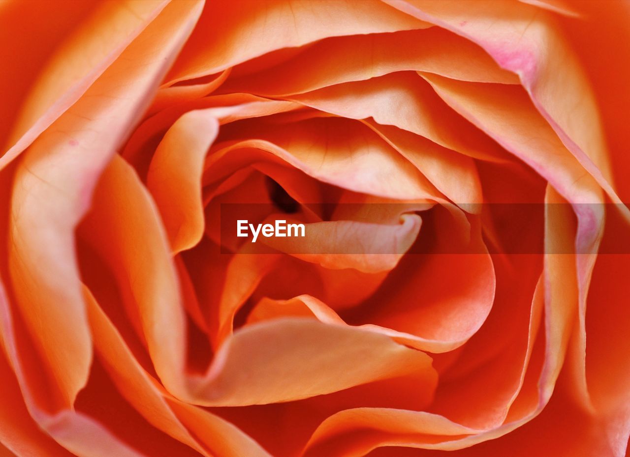 Full frame shot of orange rose