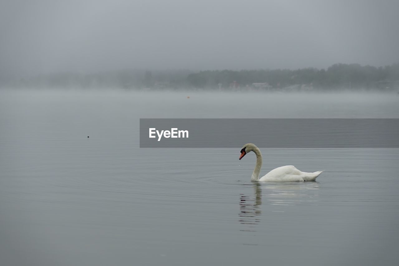 SWANS SWIMMING IN LAKE