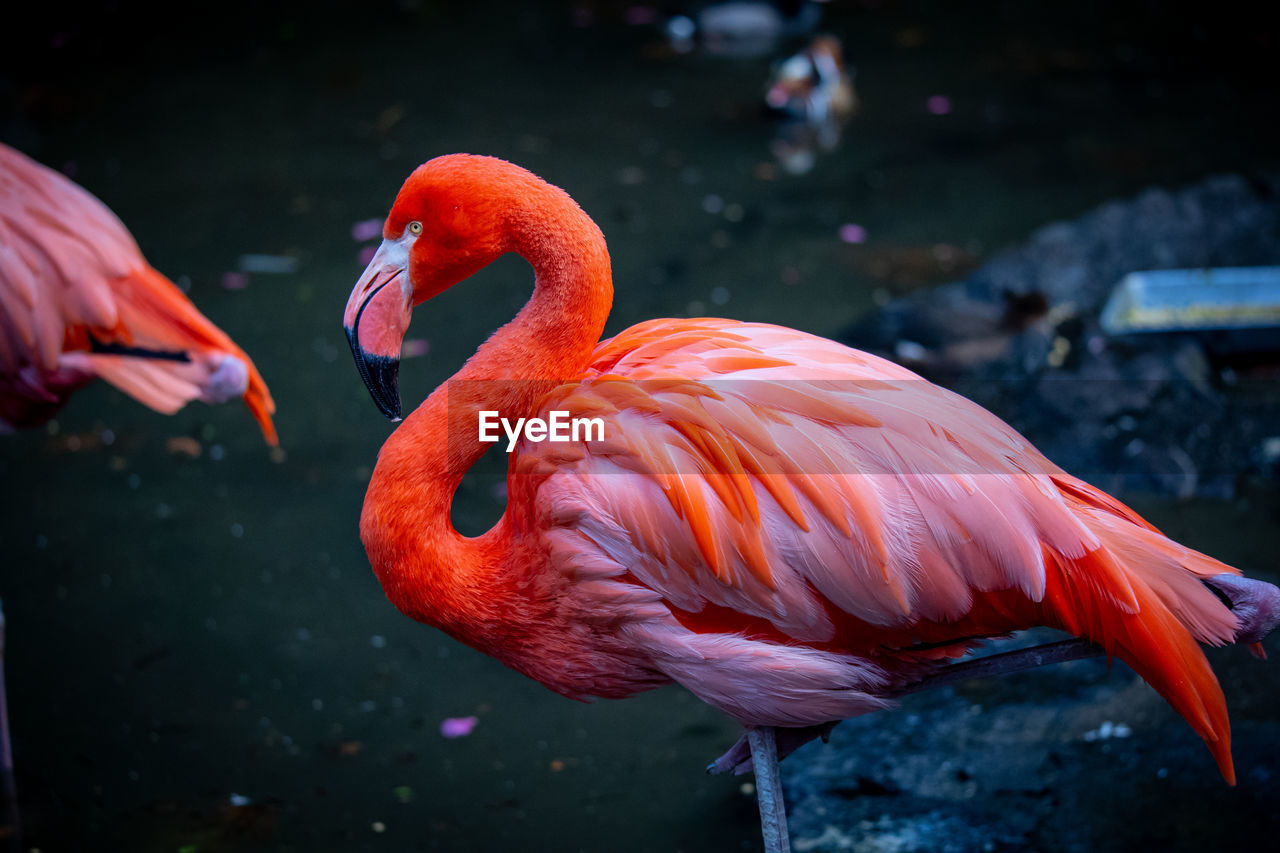 Close-up of flamingo 