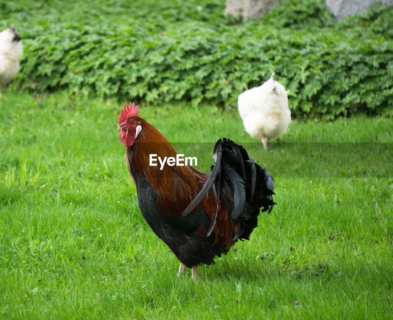 CLOSE-UP OF ROOSTER ON GRASS