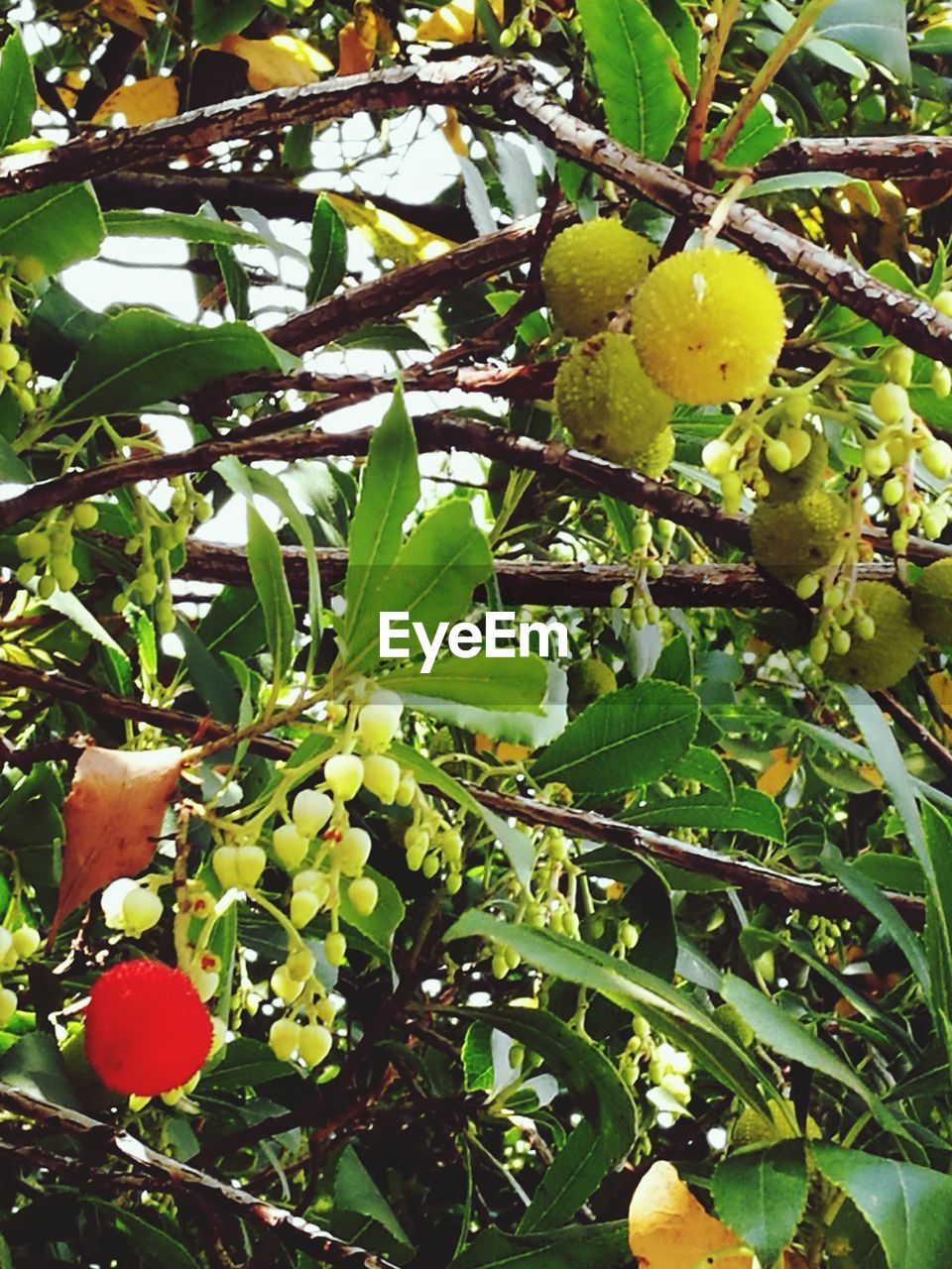 CLOSE-UP OF FRUITS GROWING ON TREE