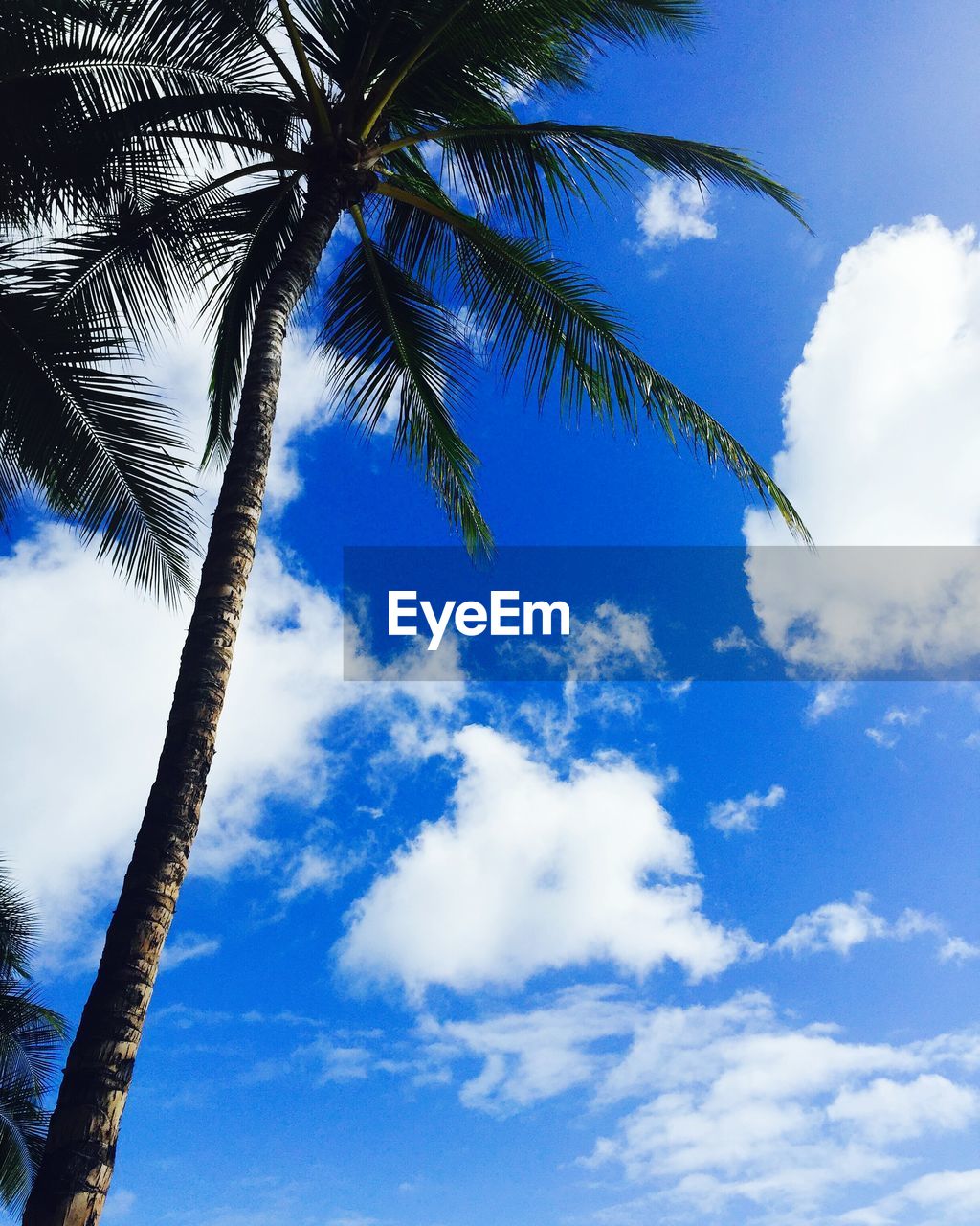 LOW ANGLE VIEW OF PALM TREE AGAINST CLOUDY SKY