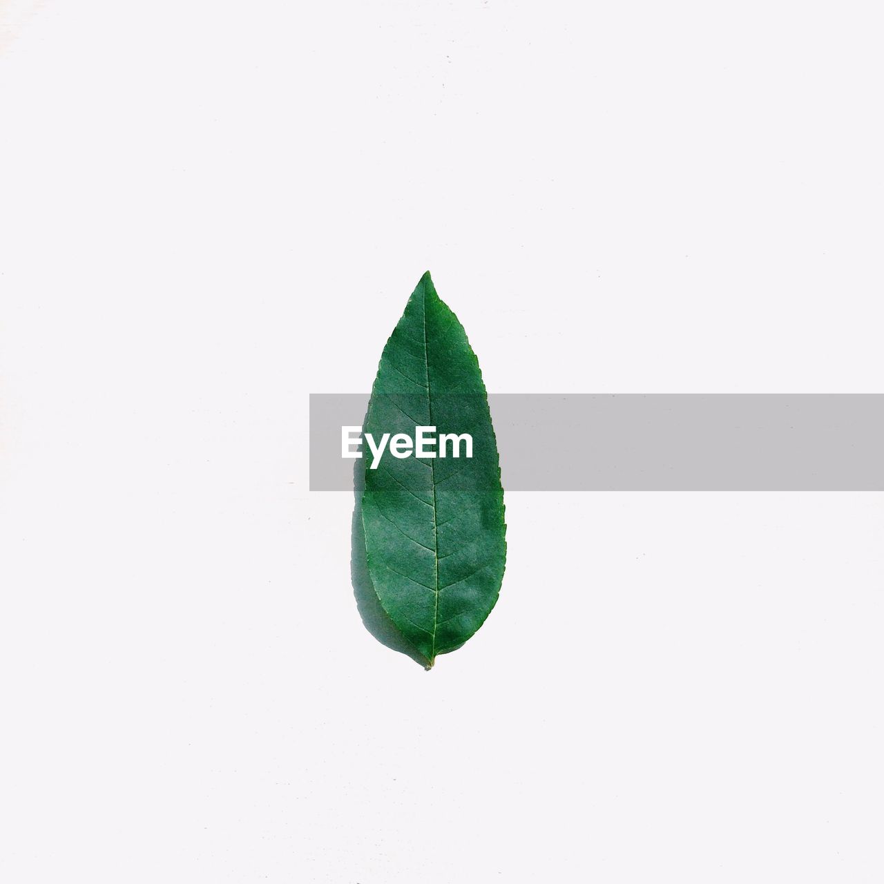 Green leaf over white background