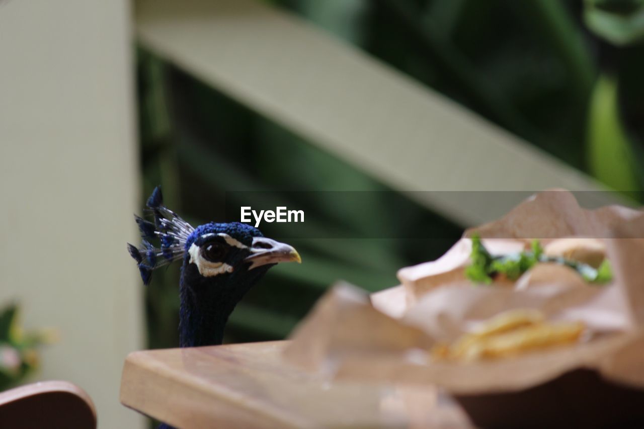 Close-up of peacock eating food