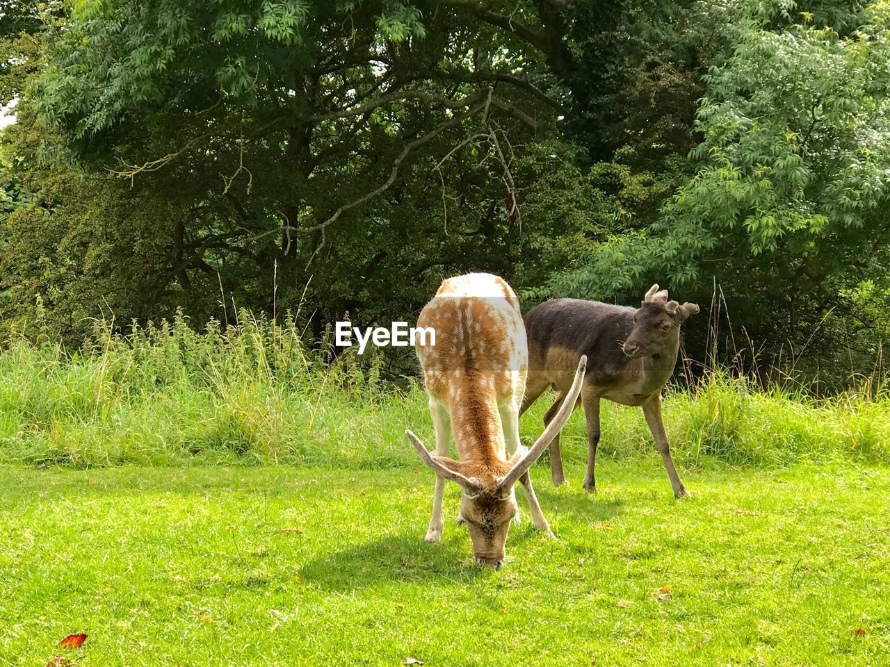 HORSES ON FIELD