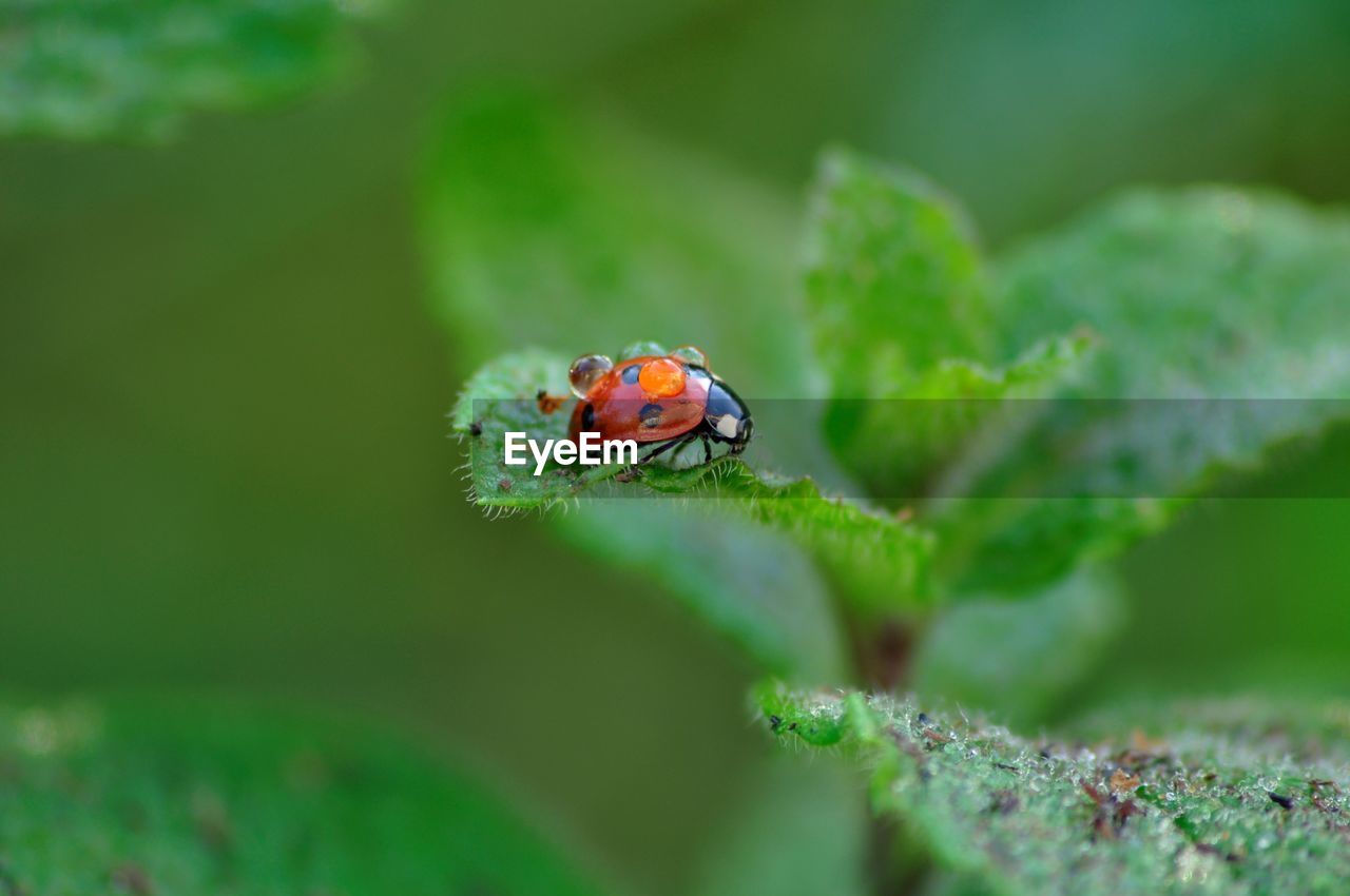 Close-up of ladybug on leaf