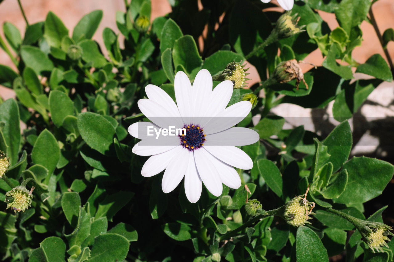 flower, flowering plant, plant, freshness, beauty in nature, flower head, petal, growth, plant part, leaf, inflorescence, nature, fragility, green, close-up, pollen, high angle view, wildflower, daisy, white, no people, outdoors, botany, day, osteospermum, focus on foreground
