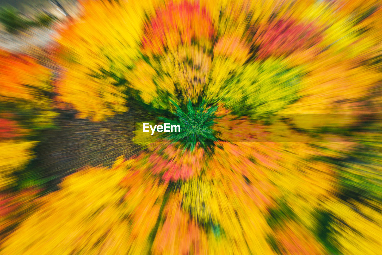 FULL FRAME SHOT OF YELLOW FLOWER HEAD