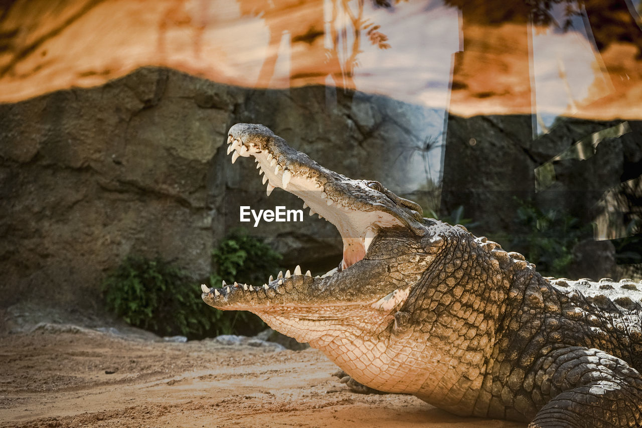 close-up of crocodile at zoo