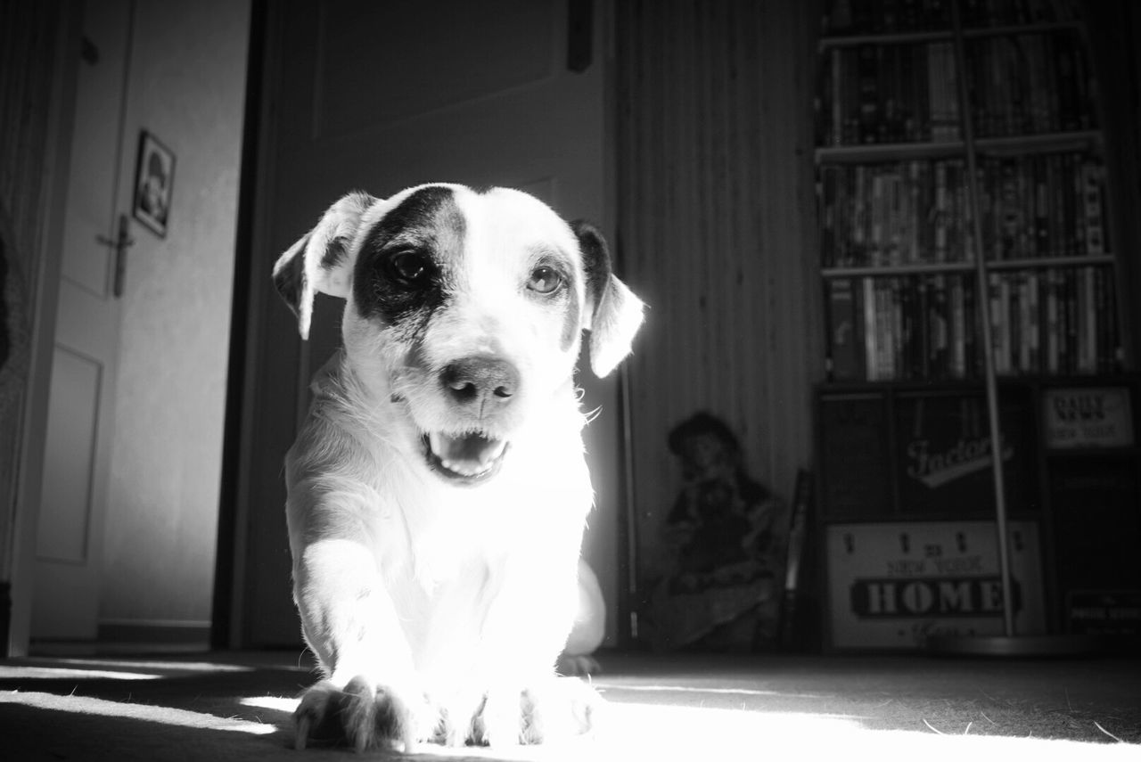 Portrait of dog on floor at home