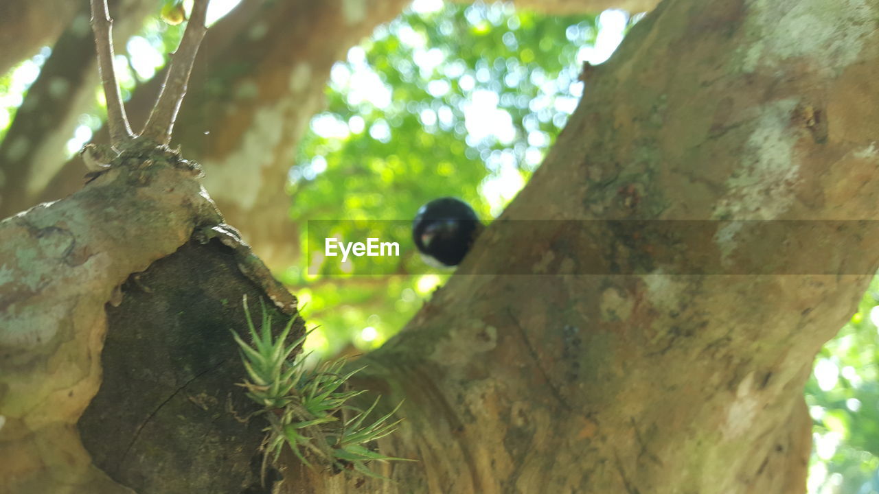 LOW ANGLE VIEW OF TREES