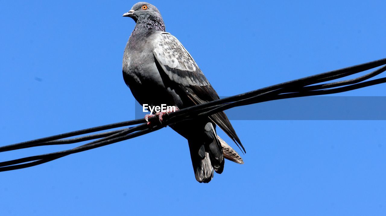 LOW ANGLE VIEW OF BIRD PERCHING ON CLEAR SKY