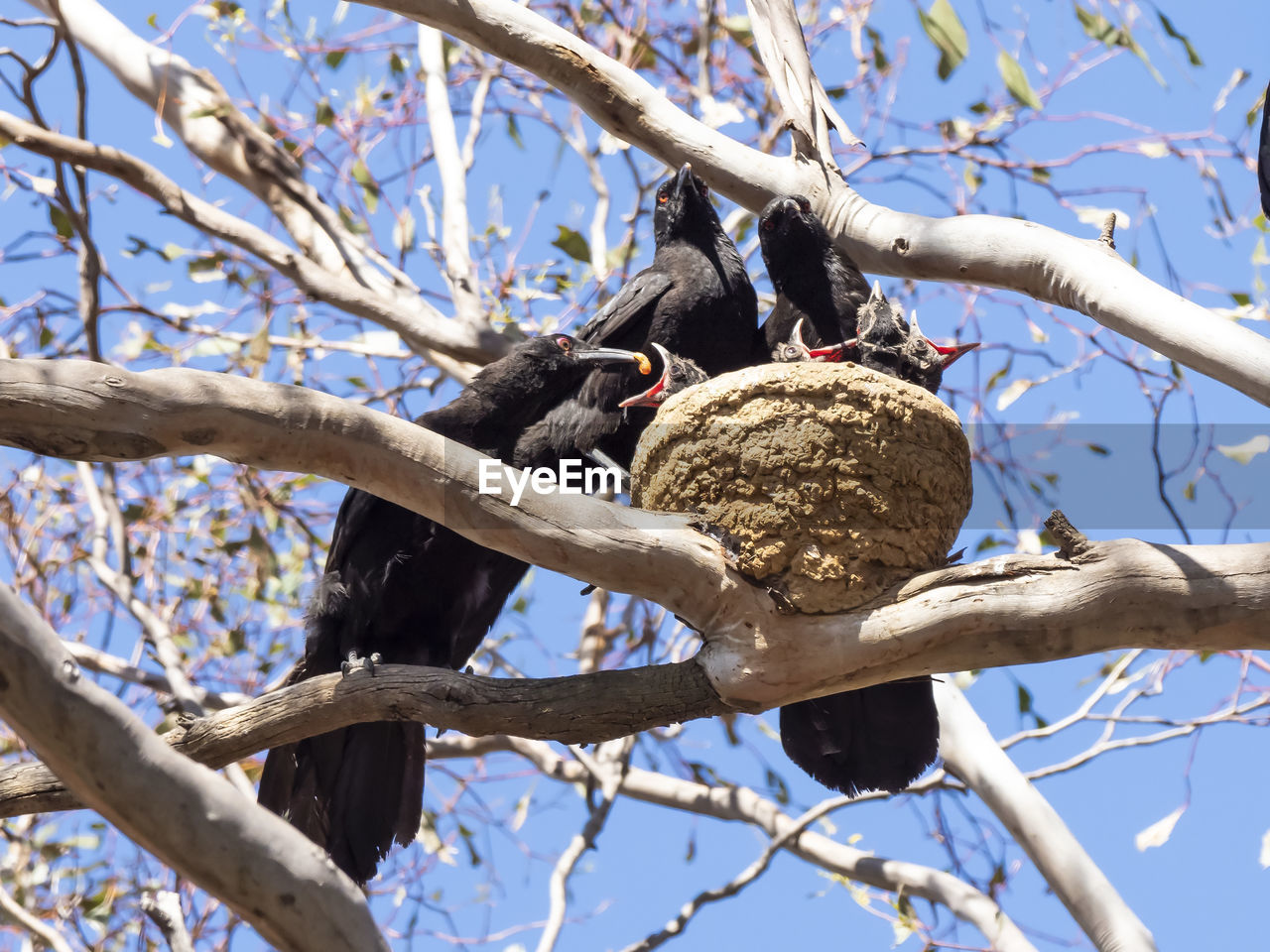 LOW ANGLE VIEW OF A BIRD PERCHING ON TREE