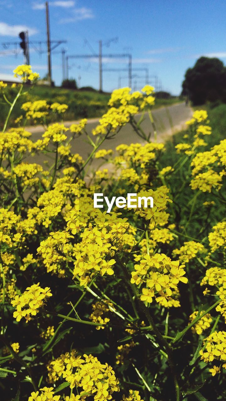 CLOSE-UP OF FRESH YELLOW FLOWERING PLANTS IN FIELD