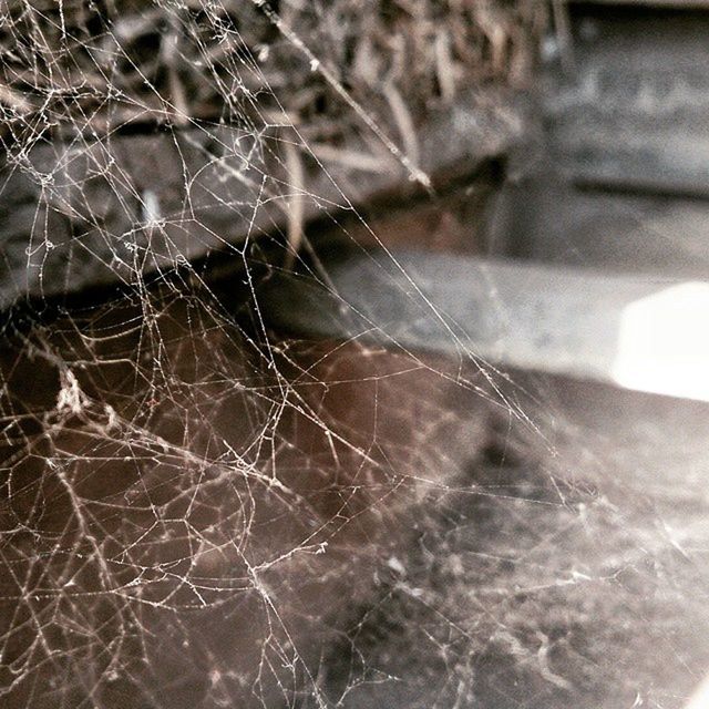 CLOSE-UP OF SPIDER WEB ON TREE TRUNK